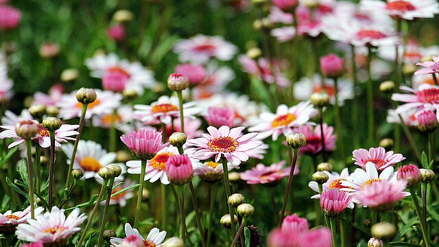 Blumen auf einer Wiese